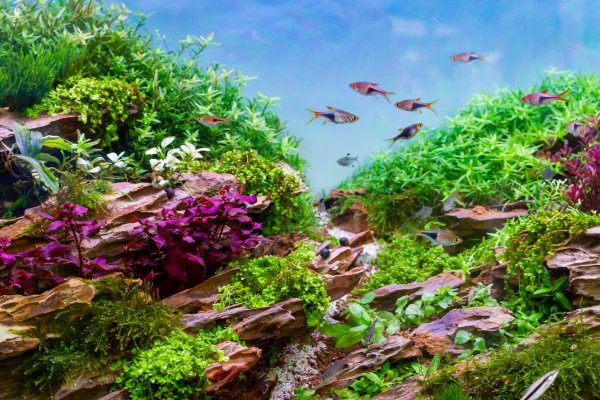 Aquaponics Aquarium Complete Guide to Building Your Desktop Ecosystem in 2025