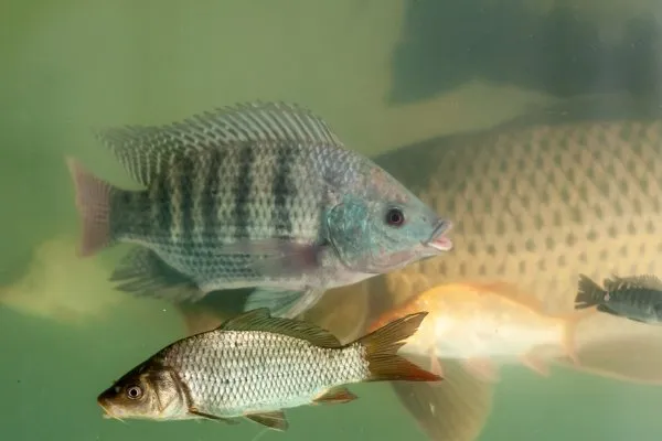 Best Fish for Aquaponics Complete Guide