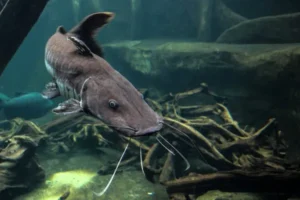 Can You Breed Catfish in Aquaponics
