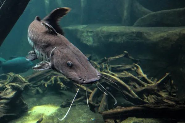 Can You Breed Catfish in Aquaponics