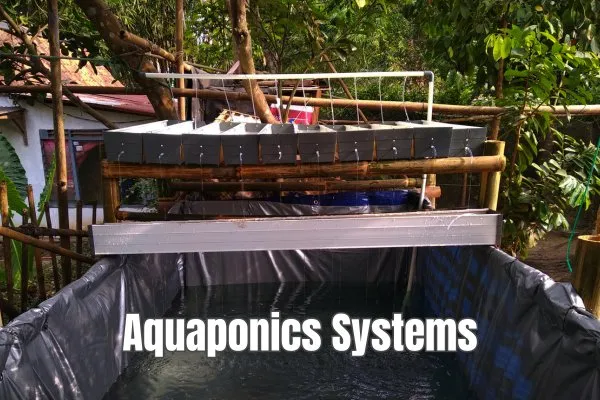 Complete Guide to Aquaponics Systems Design, Setup & Maintenance for Beginners and Experts