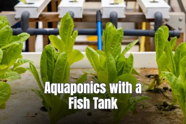 Complete Guide to Aquaponics with a Fish Tank Setup, Management & Success Tips