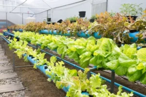 How Does Aquaponics Work
