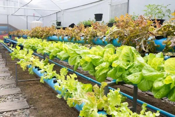 How Does Aquaponics Work