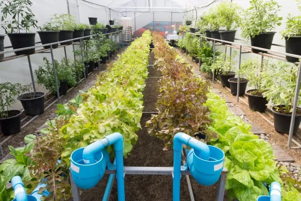 How Much Does an Aquaponic System Cost