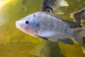 Tilapia Aquaponics Complete Guide to Growing Fish and Plants Together